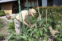 民宿 久庵 野菜収穫