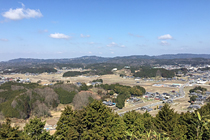 野の花 風景